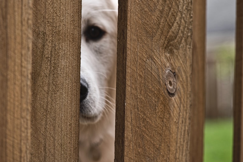 Cum Alegi Pensiunea Canină Potrivită pentru Câinele Tău